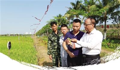 在南繁科研育种基地，谢华安和科研人员在查看水稻长势